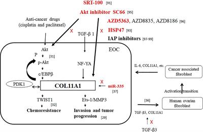 Collagen XI Alpha 1 Chain, a Novel Therapeutic Target for Cancer Treatment